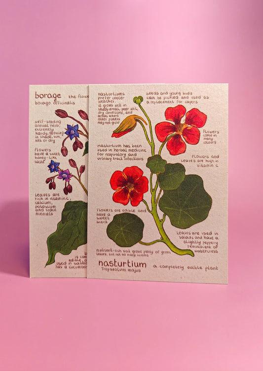 Botanische kaart met illustraties en informatie over eetbare planten borage en Oost-Indische kers op roze achtergrond.