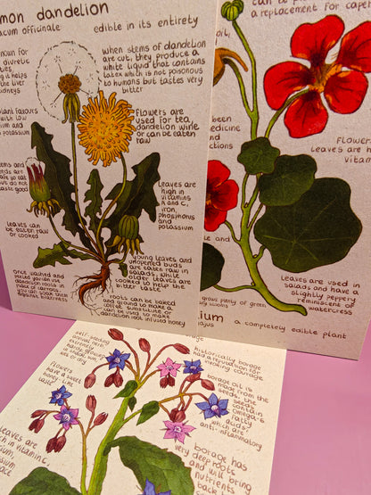 Ansichtkaarten - Eetbarenbloemen