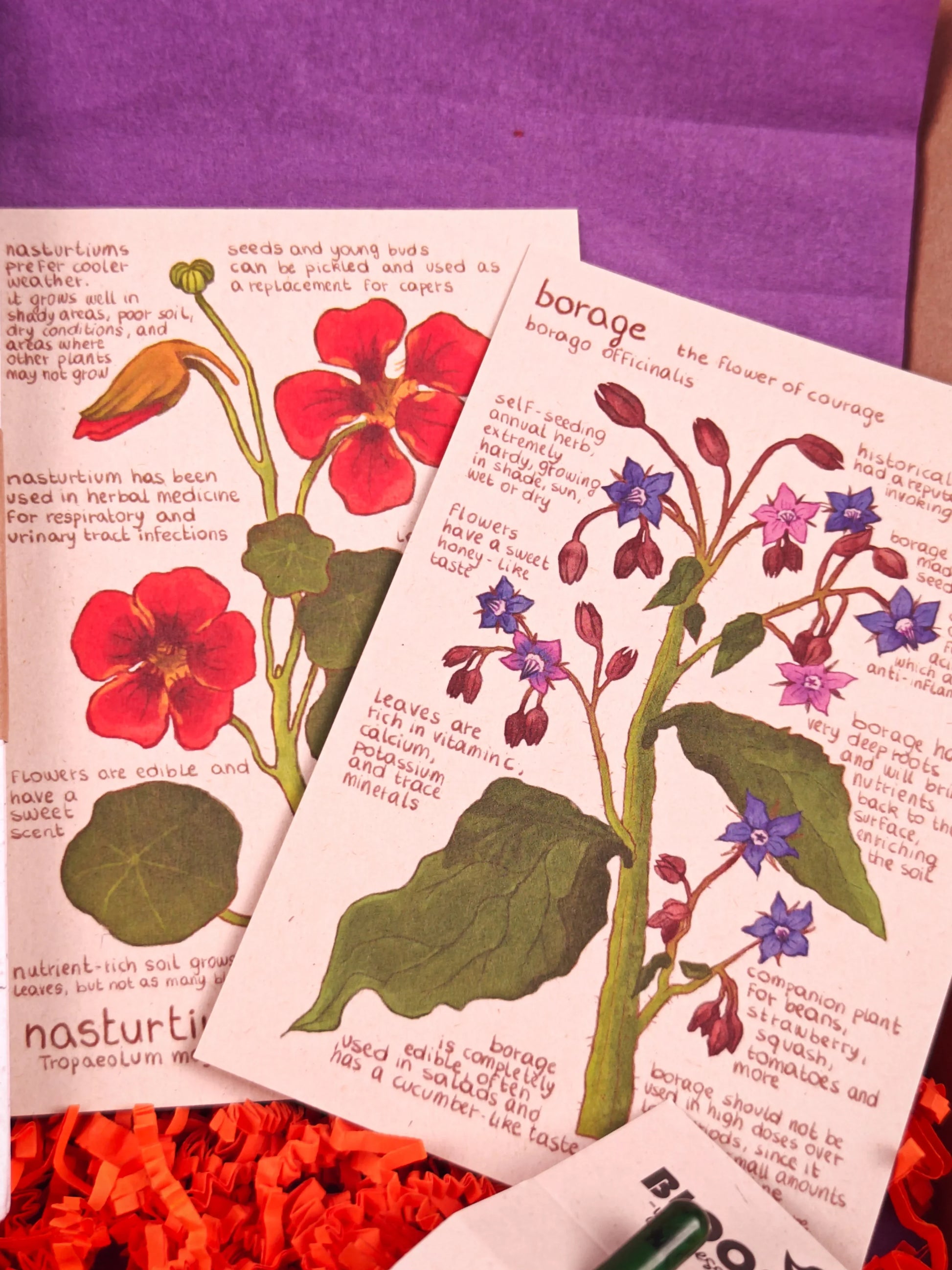 Twee geïllustreerde kaarten met planteninformatie over Oost-Indische kers en bernagie, omlijst door oranje opvulmateriaal.