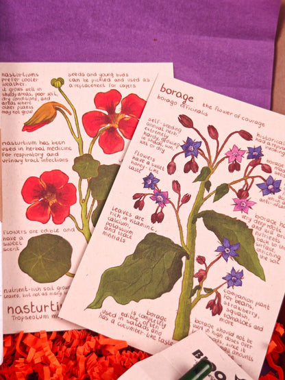 Twee geïllustreerde kaarten met planteninformatie over Oost-Indische kers en bernagie, omlijst door oranje opvulmateriaal.